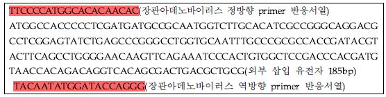 그림 18. 장관아데노바이러스의 Conventional PCR 양성대조군 gene 합성 sequence