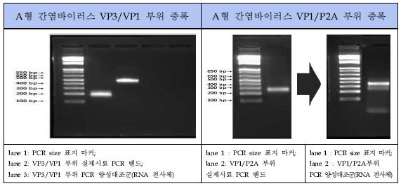 그림 33. A형 간염바이러스 Conventional RT-PCR 표준양성대조군 PCR 결과