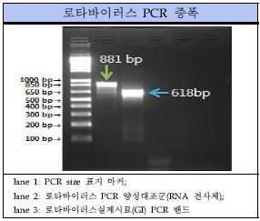 그림 34. 로타바이러스 Conventional RT-PCR 표준양성대조군 PCR 결과