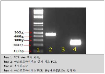 그림 35. 아스트로바이러스 Conventional RT-PCR 표준양성대조군 PCR 결과