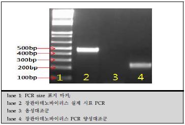 그림 36. 장관아데노바이러스 Conventional RT-PCR 표준양성대조군 PCR 결과