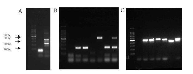 그림 7. PCR results of A. V. cholerae, B. V. vulnificus, C. C. coli