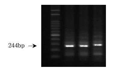 그림 12. PCR results of detection STp gene for porcine enterotoxigenic E. coli