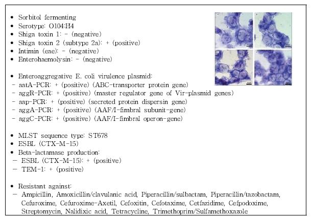 그림 4. 2011년 독일 대형 식중독 원인균인 장출혈성대장균 O104:H4의 유전자 특성