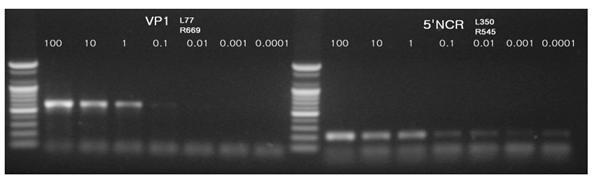 HAV RT-PCR. (HAV HM175 strain 10-fold dilution)