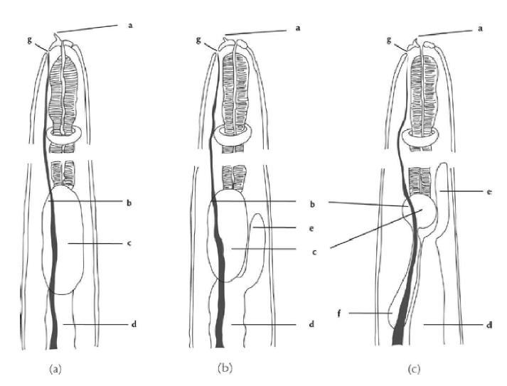 Schematic drawing of oesophago-intestinal features of anisakid larvae