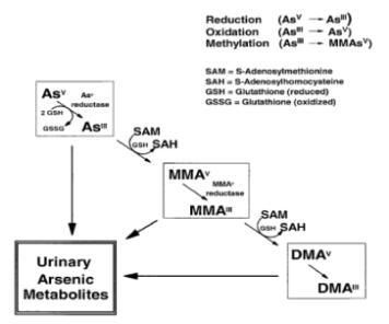 Arsenic metabolism in mammalian