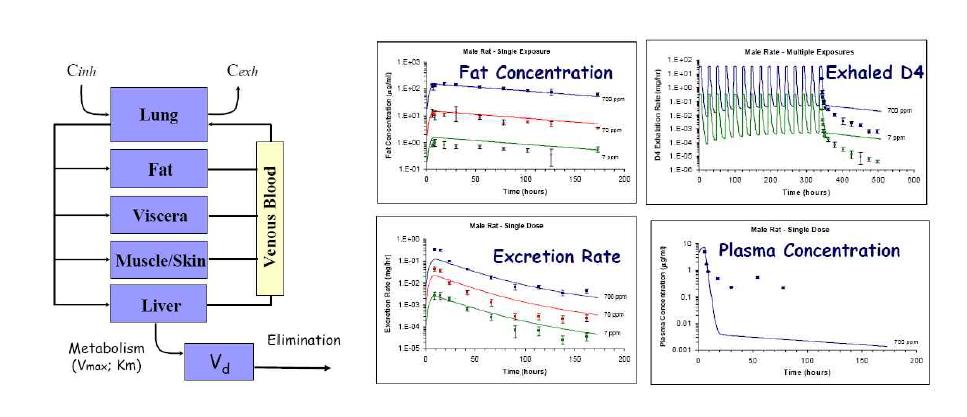 생리학적 약물동태학 모델 예시 및 생리학적 약물동태학 모델의 시뮬레이션 예시(initial fitting)