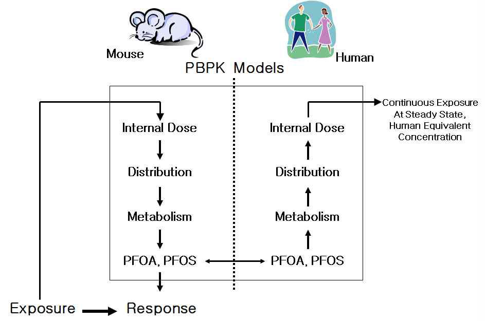 랫트 PBPK 모델을 이용한 인체유해성 평가