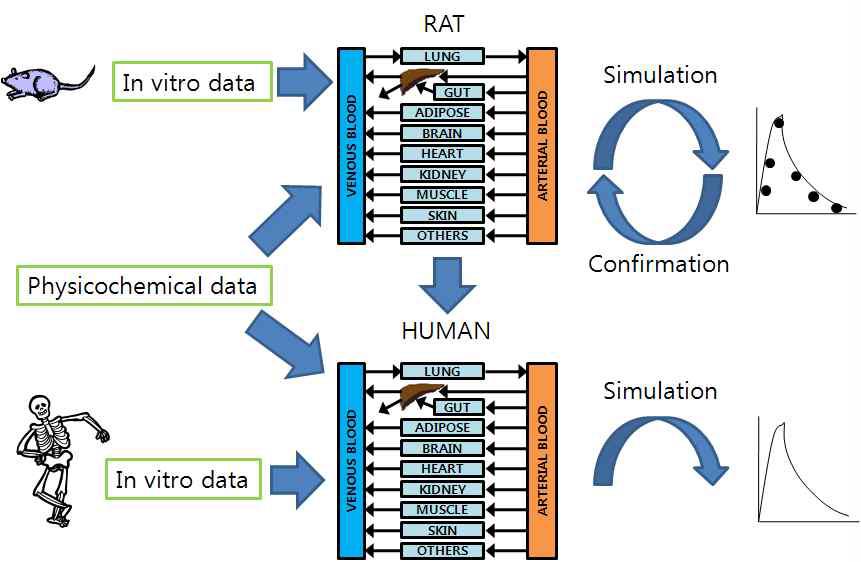 PBPK의 모식도