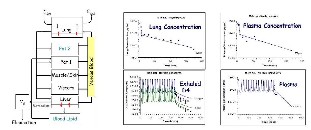 수정된 생리학적 약물동태학 모델 예시 및 생리학적 약물동태학 모델의 시뮬레이션 예시(new fitting)