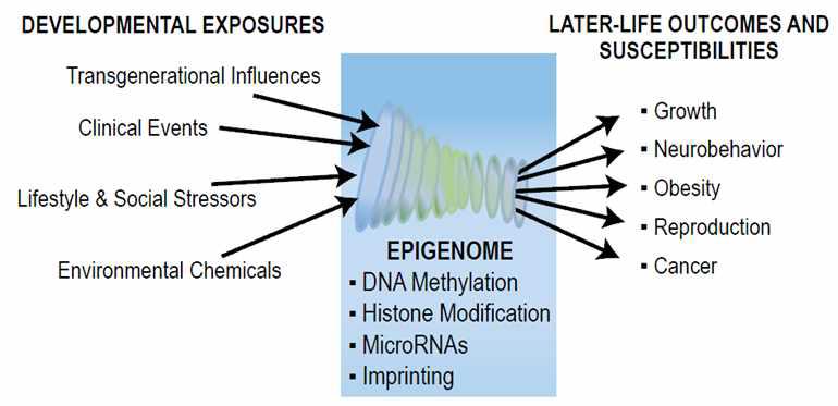 Developmental Origins of Health and Diseases 기전의 개요