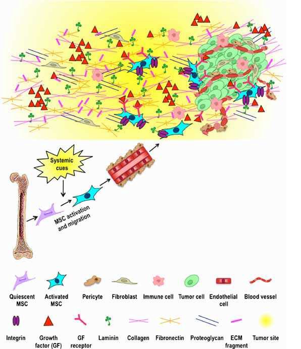 그림 3. 중간엽줄기세포와 암세포의 미세환경