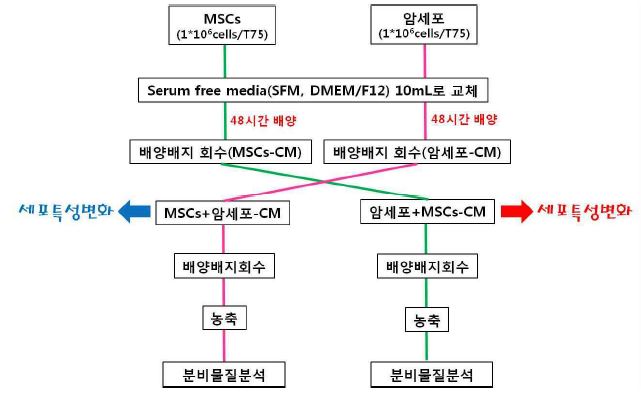 그림 11. MSC와 암세포 상호작용 연구를 위한 CM 회수 방법
