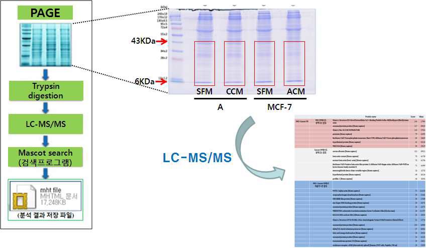 그림 18. LC-MS/MS를 이용한 분비물질 분석 결과