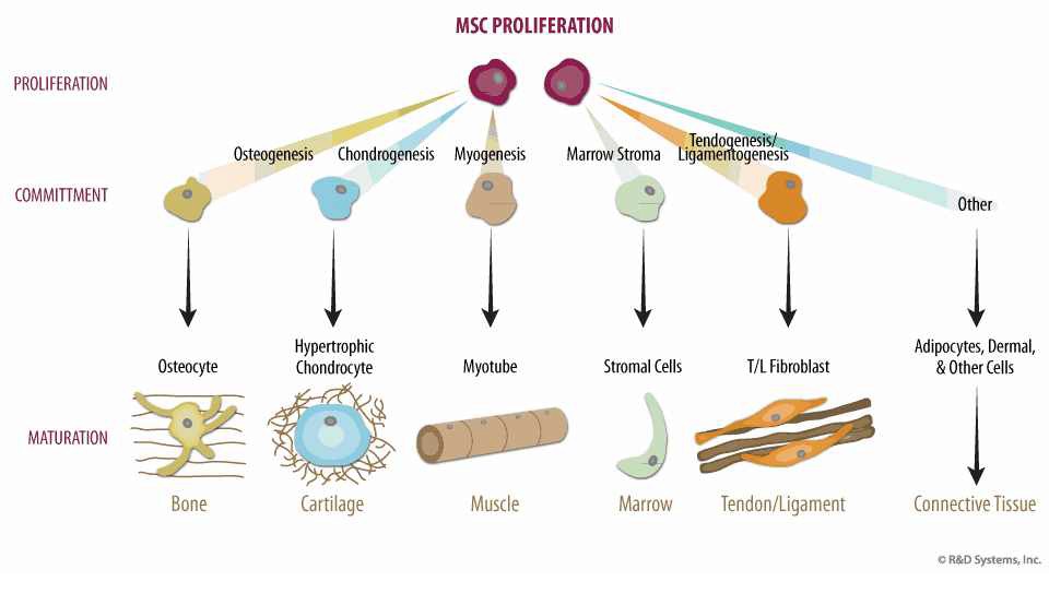 그림 1. MSC have the potential to differentiate into a wide range of cell types.