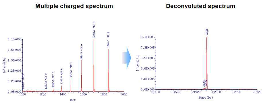 LC-MS 질량분석 스펙트럼 deconvolution 수행