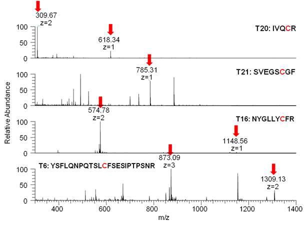 LC-MS를 이용한 DTT 처리 후 생성된 펩티드의 질량분석 스펙트럼