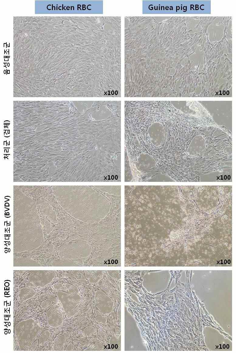 BT 세포의 배양 21일째 닭과 기니픽 적혈구액을 이용한 혈구흡착반응 실험의 세포형태