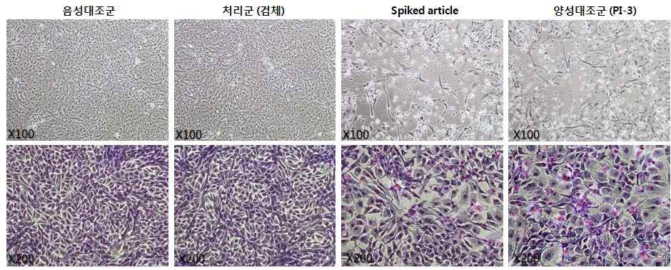 Vero 세포 배양 20일째 세포 형태 관찰 (Top, 100배)과김자염색 결과 (Bottom, 200배), 양성바이러스는 bovine parainfluenza virus type 3 (PI-3)