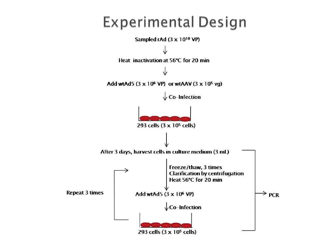 Final product (rAD)에서 AAV검출을 위한 cell-based assay 디자인