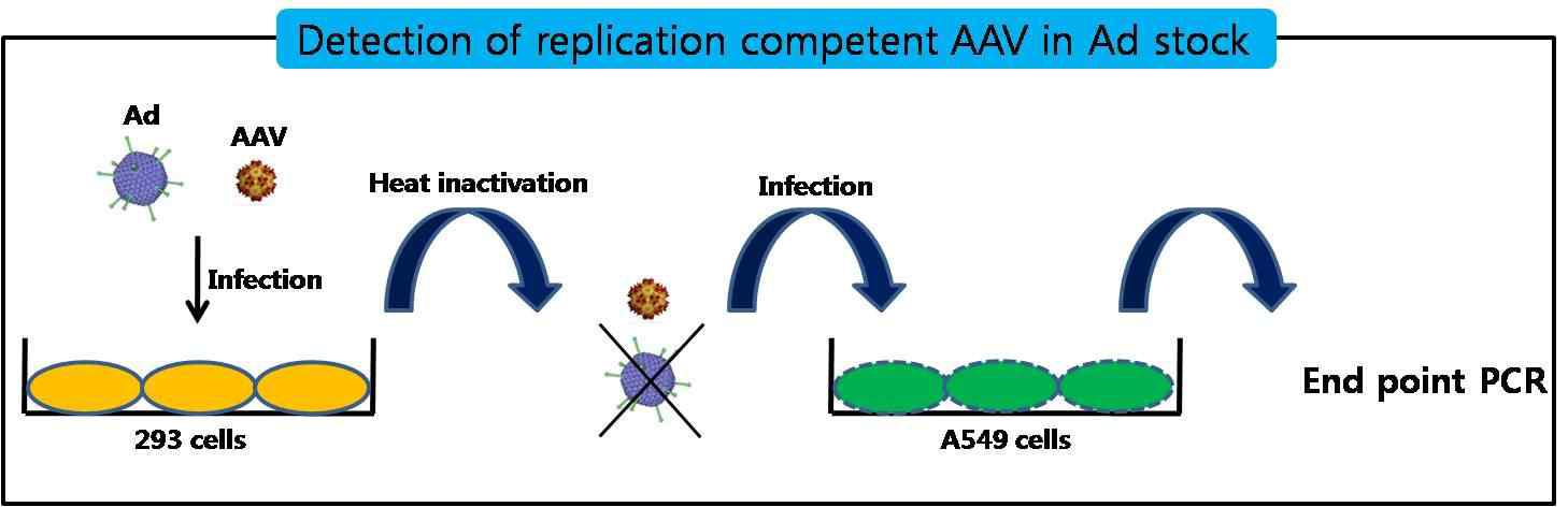 아데노바이러스에서 복제가능 AAV의 검출