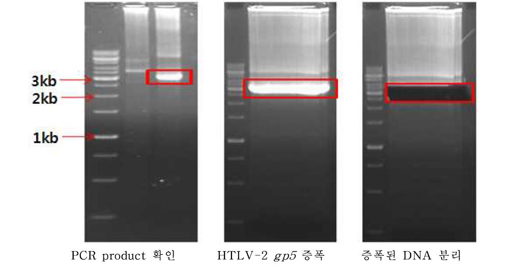 Standard template DNA 제작을 위한 HTLV-2 gp5 tax 부위 증폭 (3,066-bp)