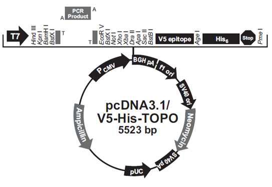 Invitrogen 사의 pcDNA 3.1 plasmid vector