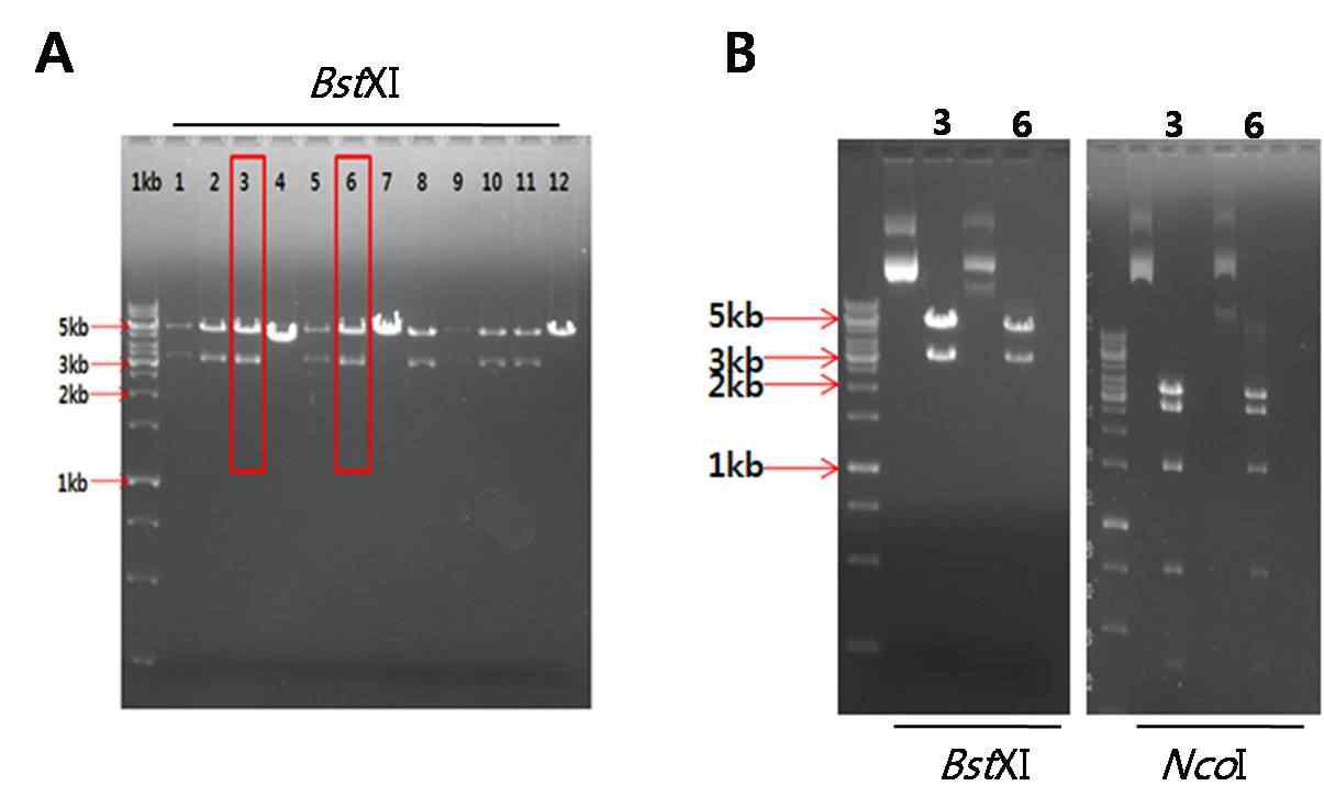 pcDNA3.1-HTLV-2 Standard template DNA subcloning의 스크리닝