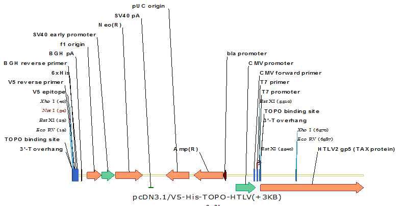 pcDNA-HTLV-2 Standard template DNA 유전자지도 및 HTLV-2 gp5 tax 암호화 부위