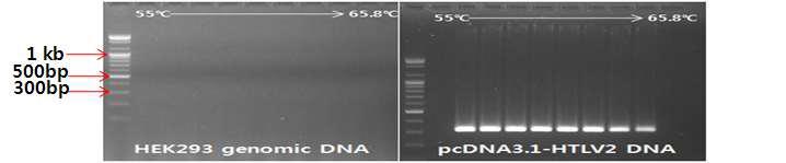 선정된 프라이머의 HTLV-2 proviral DNA (pcDNA3.1-HTLV2) 증폭효율성
