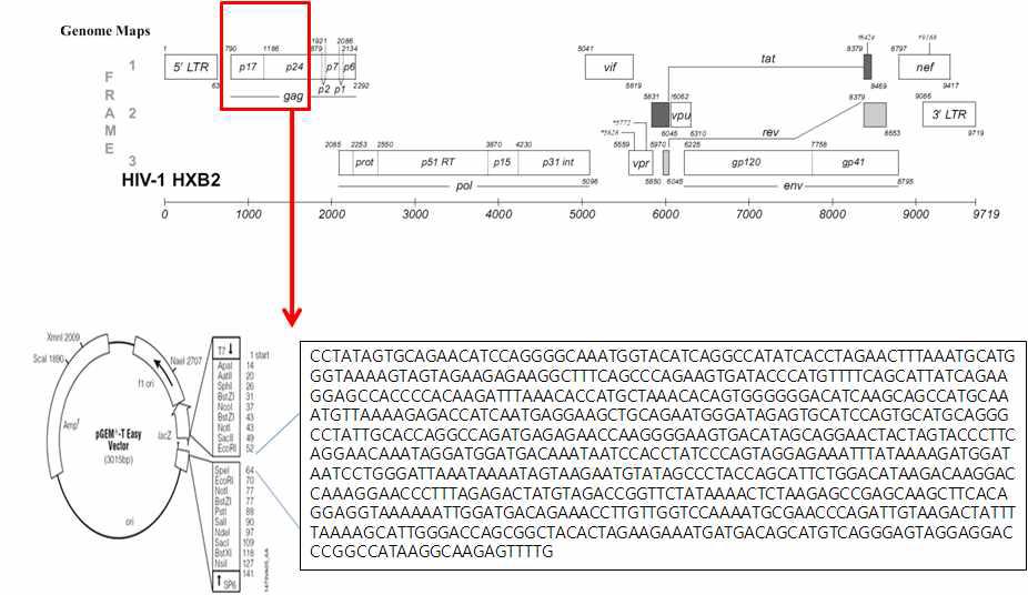 HIV-1의 유전체구조 및 pGEM-T-HIV-1의 지도