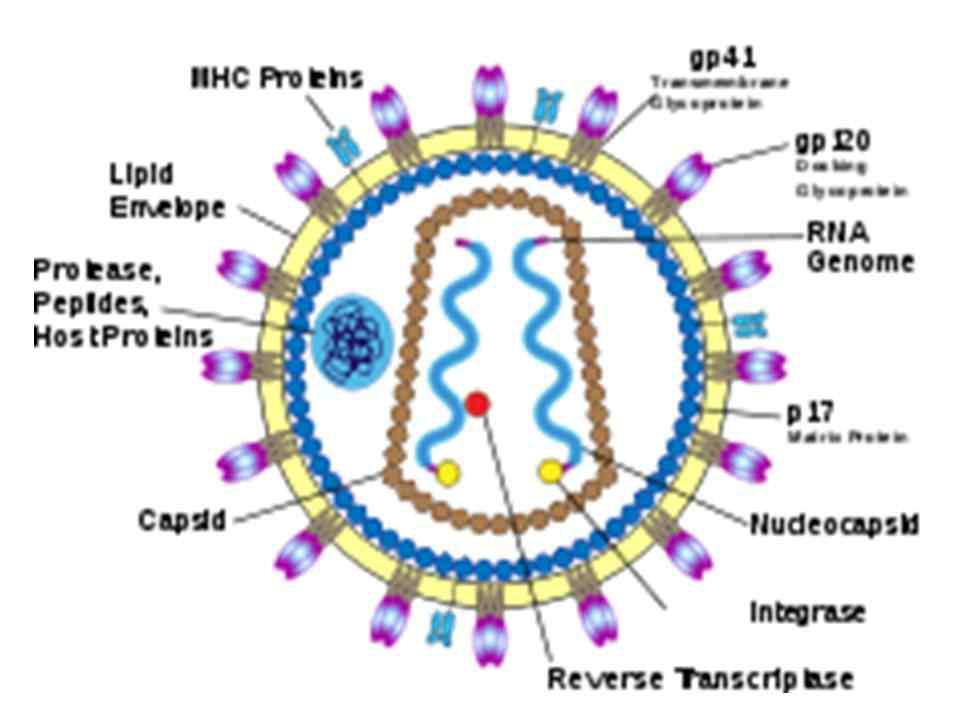 HIV의 구조