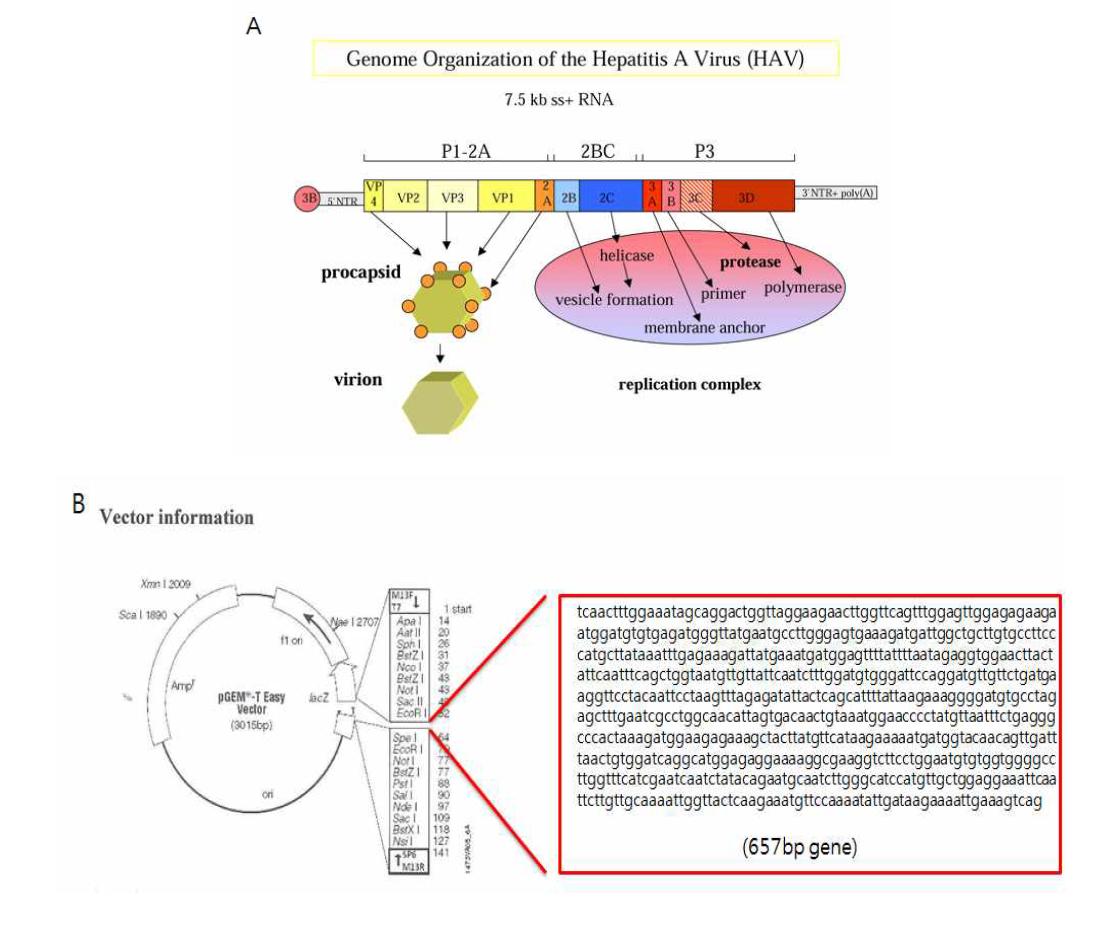 A. Hepatitis A Virus의 유전적 구조. B. pGEM-T-HAC 유전자 지도