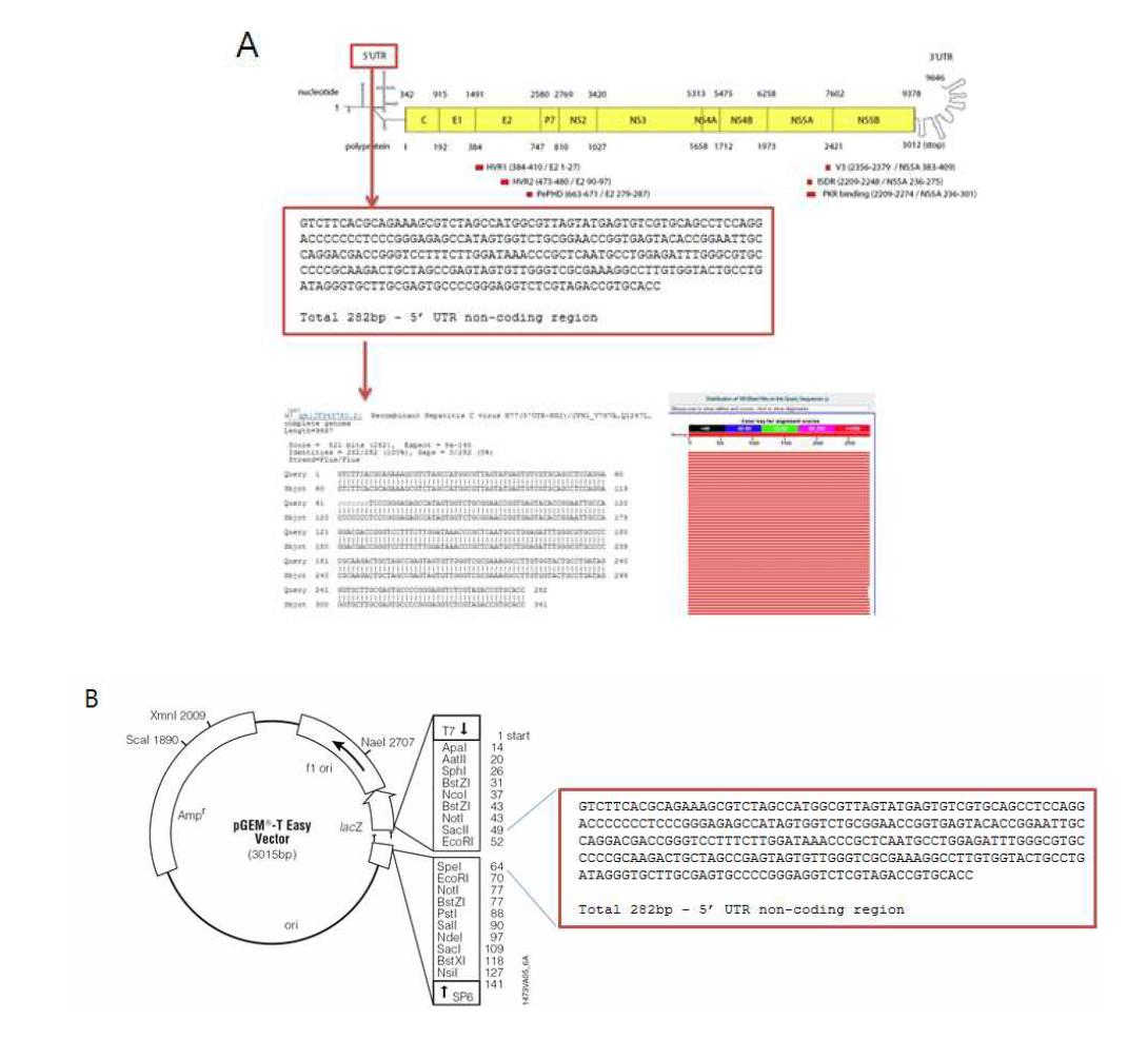 Hepatitis C virus 유전체 지도 및 pGEM-T-HCV standard template DNA 유전자지도