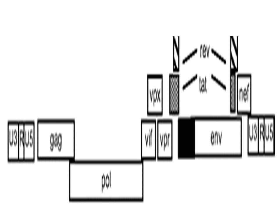 SIV의 proviral DNA 구조