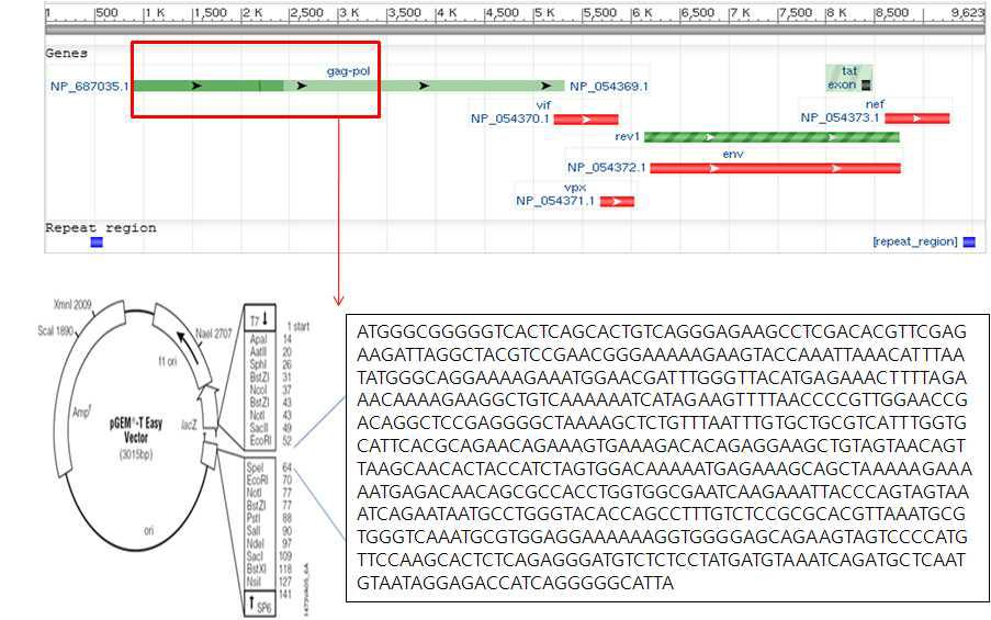 SIV의 유전체지도와 pGEM-T-SIV Standard template DNA 유전자 지도