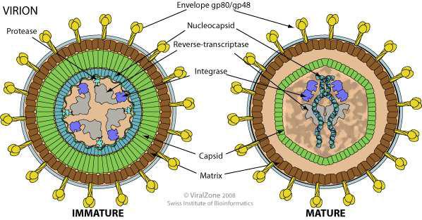 Structure of Simian Spumavirus