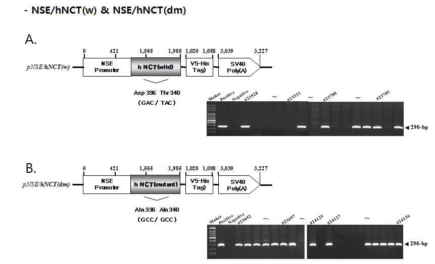 Figure 2. Construction of the transgenes and their expression.