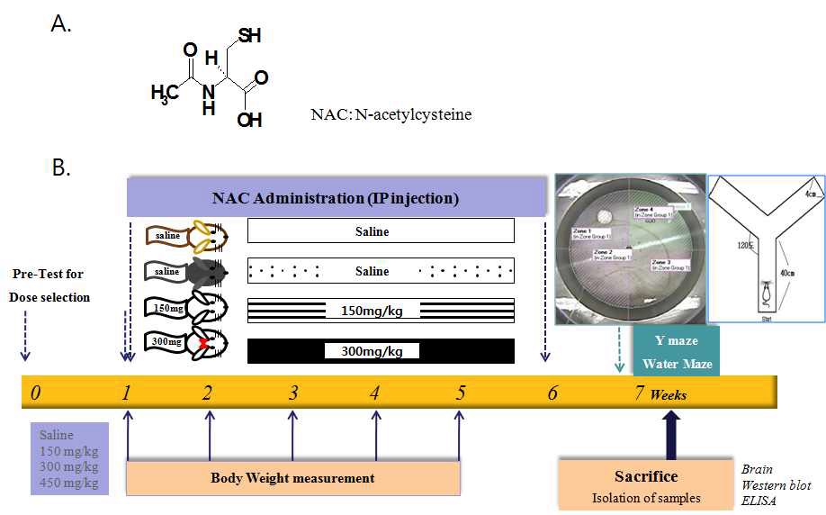 Figure 3. Experimental Design. Periods of stabilization abd treatment, N-acetylcysteine (NAC) concentrations, and the transgenic (Tg) mice at 3, 6, 9 and 12 months of age were treated with low (150mg/kg) and high (300mg/kg) doses.