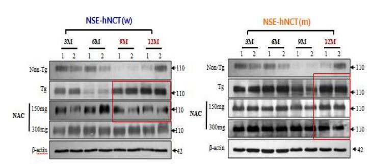 Figure 7. Expression of NCT