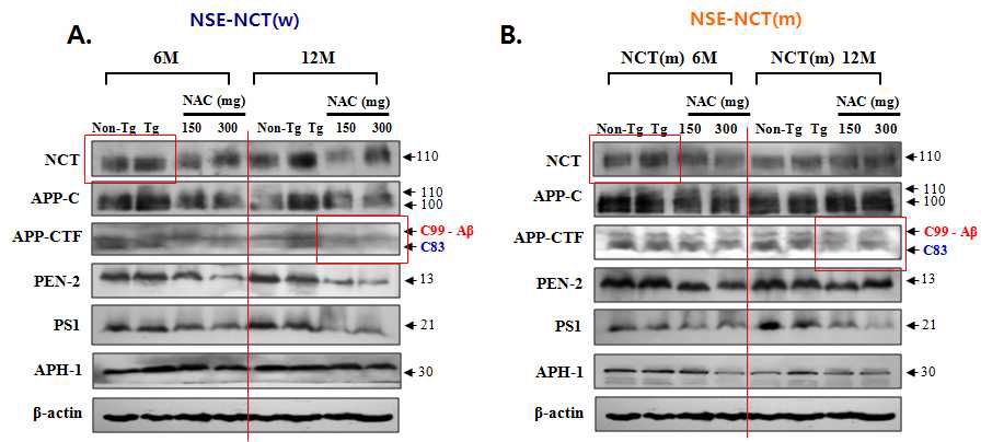 Figure 8. γ-secretase complex protein and modulation of APP processing usinganti-oxidant(N-acetylcystein).