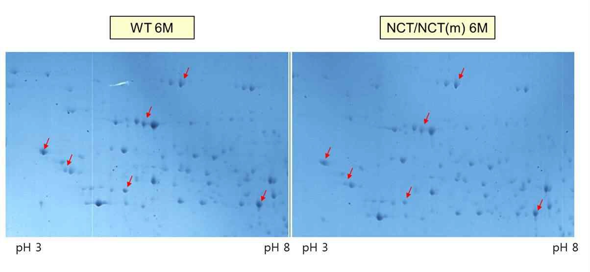 Figure12. 2-Dimensional electrophoresis result in non Tg mice and NSE/hNCT(mutant) Tg mice at 6 months.