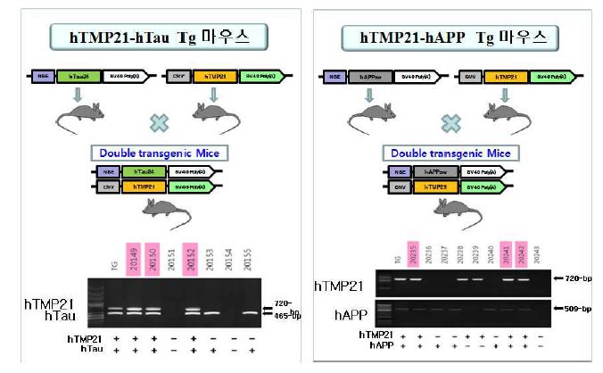 Figure13. hTMP21/hTau와 hTMP21/hAPPsw 이중유전자 발현 모델동물 확인