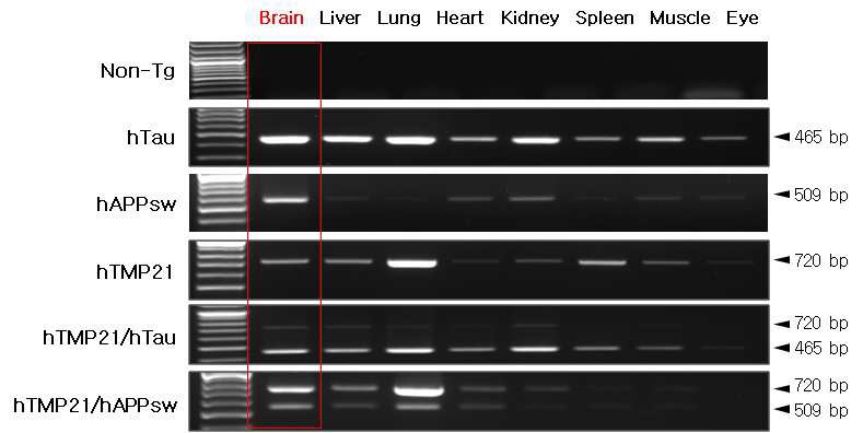 Figure 14. 장기별 hTMP21, hTau, hAPPsw 유전자 발현 확인.