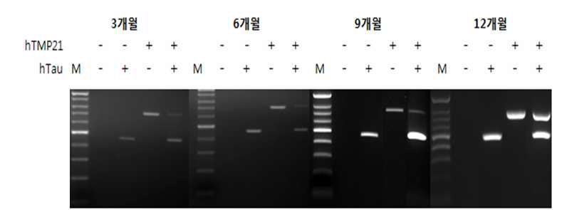 Figure 16. hTMP21/hTau 이중유전자모델동물 뇌에서 유전자발현확인