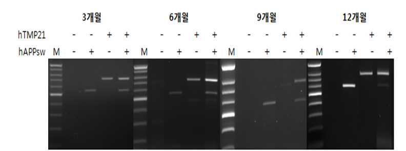 Figure 17. hTMP21/hAPPsw 이중유전자모델동물 뇌에서 유전자발현확인