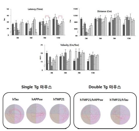 Figure 20. 이중유전자의 장기기억 행동학적 분석