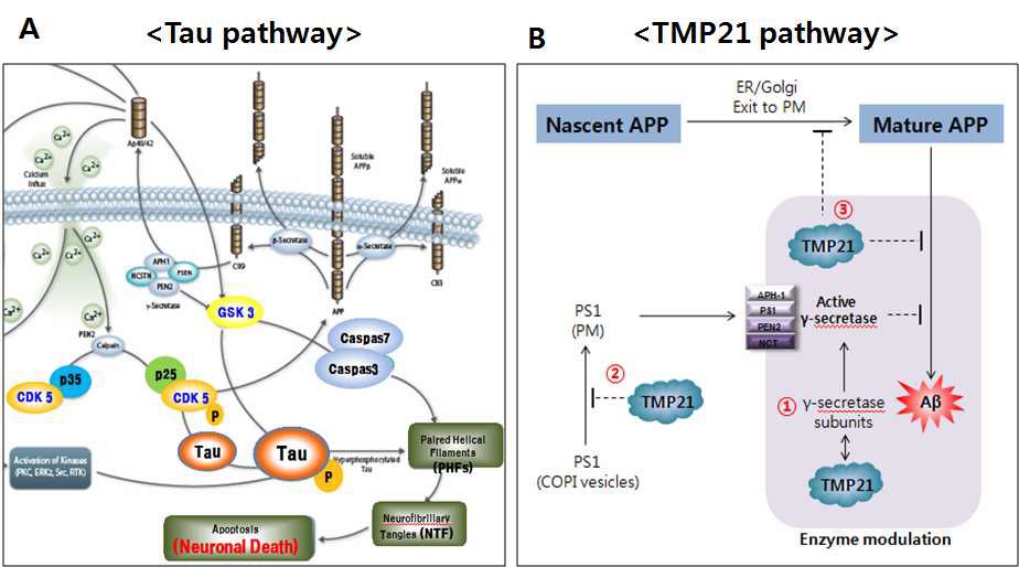 Figure 21. 신경세포 사멸을 유도하는 Tau 단백질의 인산화와 TMP21 pathway