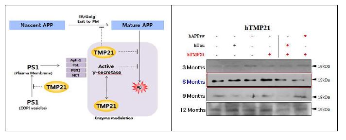 Figure 24. Western blot assay of TMP21 in the brains transgenic mice expressing hTMP21/hTau and hTMP21/hAPPsw